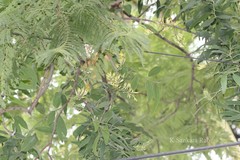 Dendrophthoe falcata var. pubescens